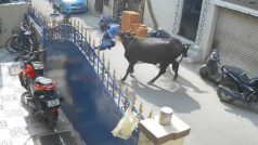 Cow Brutally Mauls 9-year-old Chennai Girl, Tosses Her On Road As Mother Cries For Help | WATCH