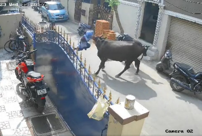Cow Brutally Mauls 9-year-old Chennai Girl, Tosses Her On Road As Mother Cries For Help | WATCH