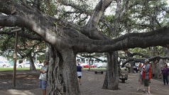 Hawaii Wildfire: Imported From India, This 150-Year-Old Banyan Tree Struggles For Survival