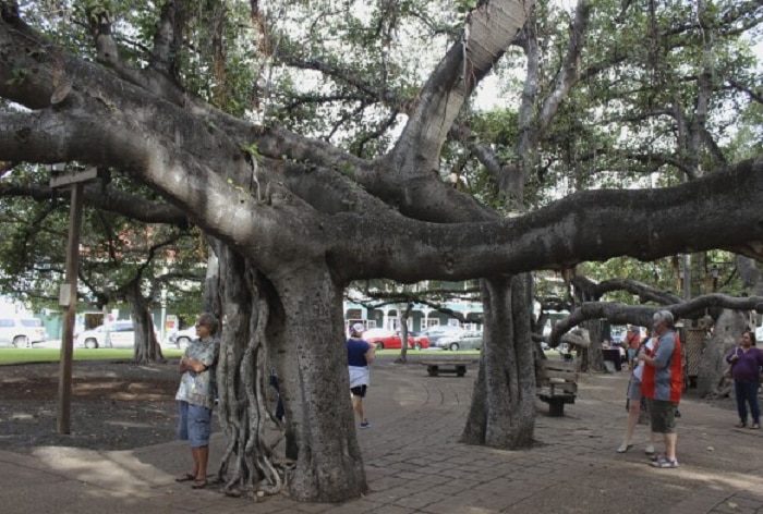 The banyan tree celebrated its 150th birthday in April this year. Photo: AP