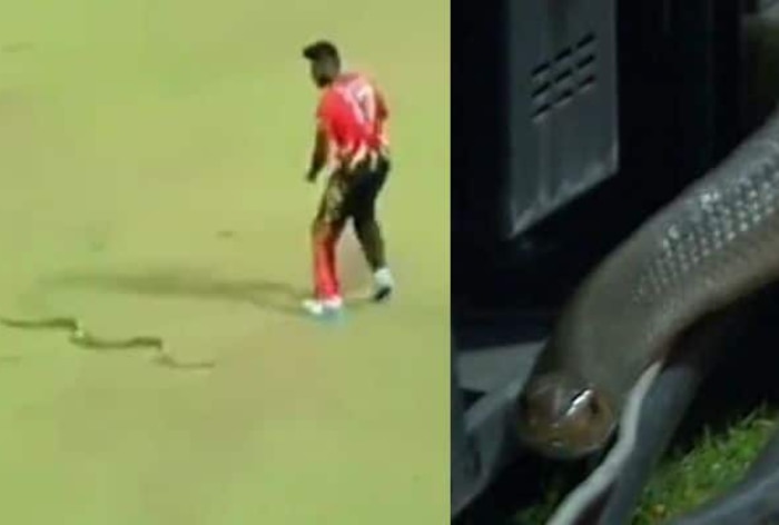 VIDEO- लंका प्रीमियर लीग में दूसरी बार मैदान में घुसा सांप, बगल से जाता देखकर फील्डर के उड़ गए होश