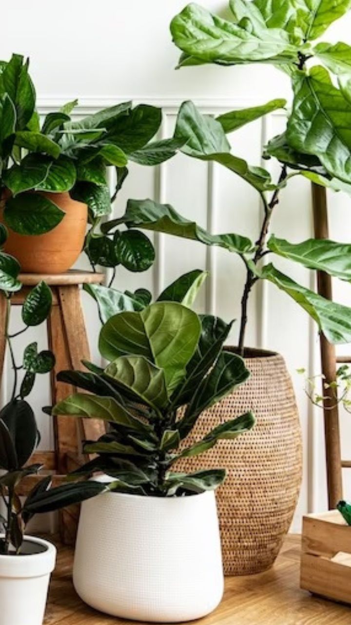 10 Indoor Plants To Purify Your Surroundings