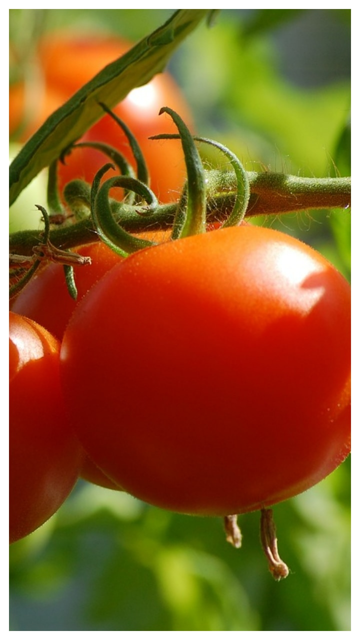10 Indian States That Lead In Tomato Production