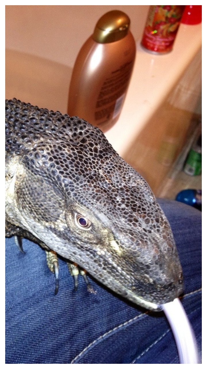 10 Largest Lizards In The World 10-largest-lizards-in-the-world