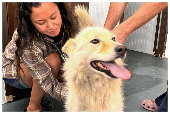 Beloved Pets In Canada Rescued From Wildfires By Volunteers Who Stayed Behind