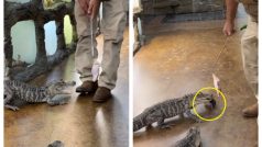 Alligator Runs Away With Keys Belonging To Owner In Hilarious Viral Video