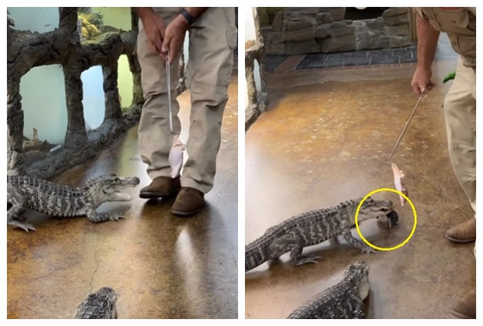 Alligator Runs Away With Keys Belonging To Owner In Hilarious Viral Video