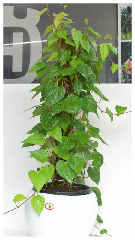 monstera variegata braune blätter Monstera Variegata | Seltene Zimmerpflanze main image 1