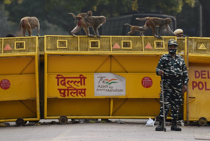 Langur Cutouts OR Supersonic Firecrackers; What Will Authorities Pick