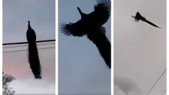 Viral Video Shows Peacock Flying Long Distance And It Is A Lovely Sight