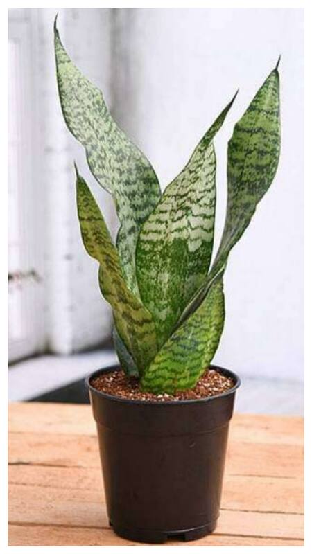 Top 10 Indoor Plants That Produce Highest Oxygen