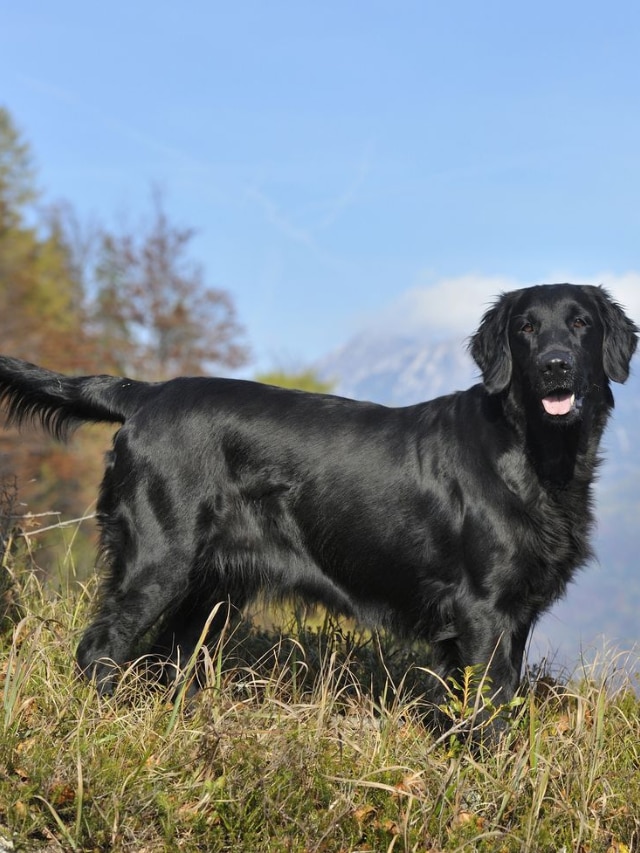 Top 10 Smartest Dog Breeds Most Intelligent Dogs in the World