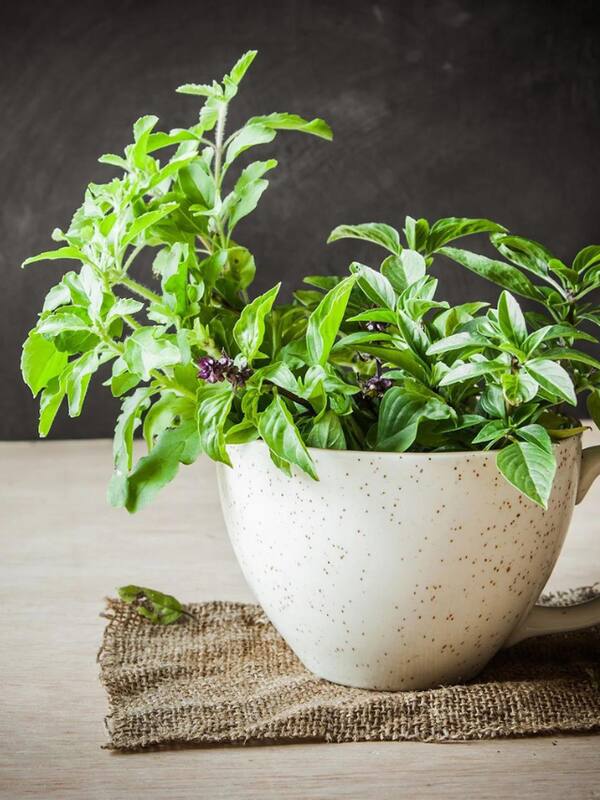 7 Kitchen Herbs You Can Easily Grow At Home