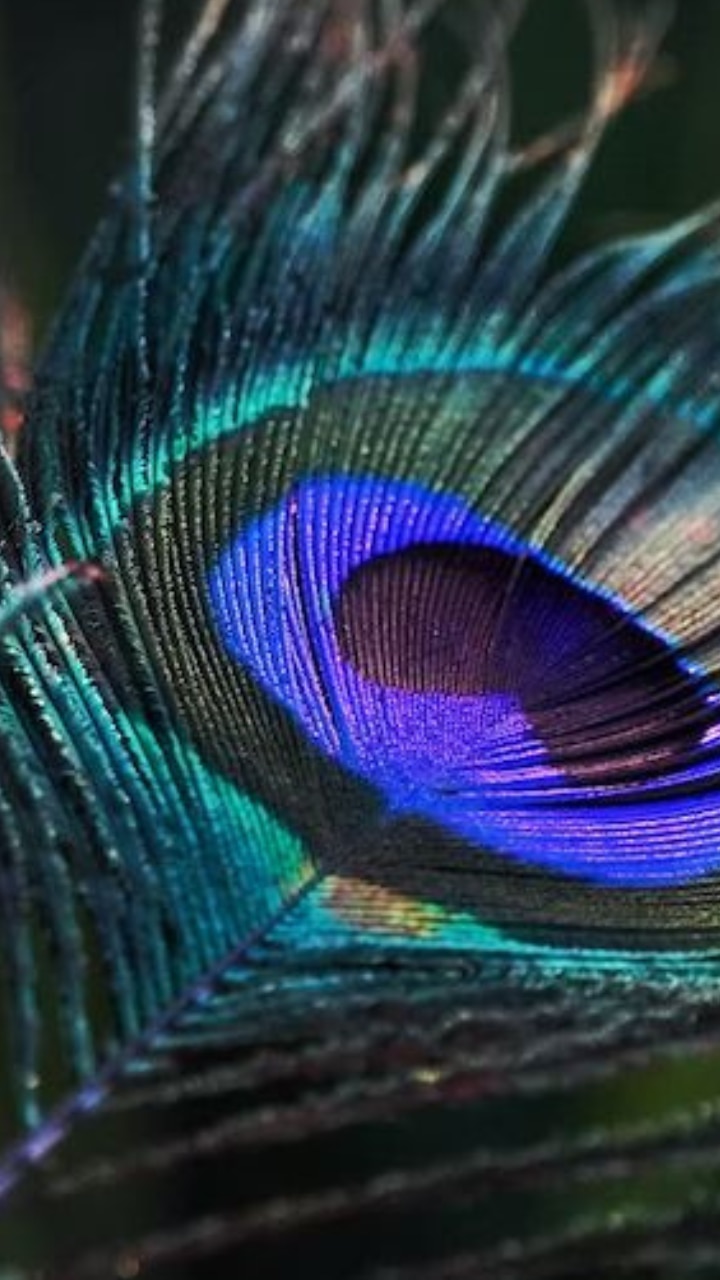 Peacock feather: Is it good or bad to have it in your homes?