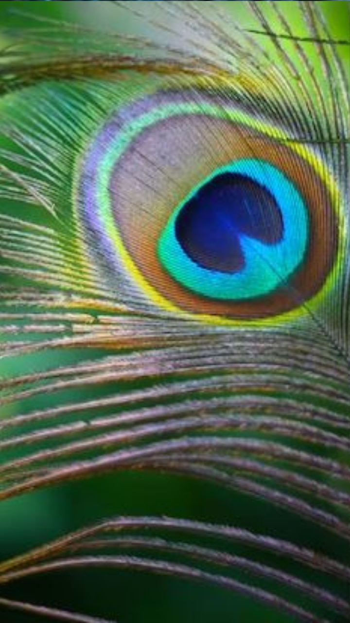 Peacock feather benefits for your home