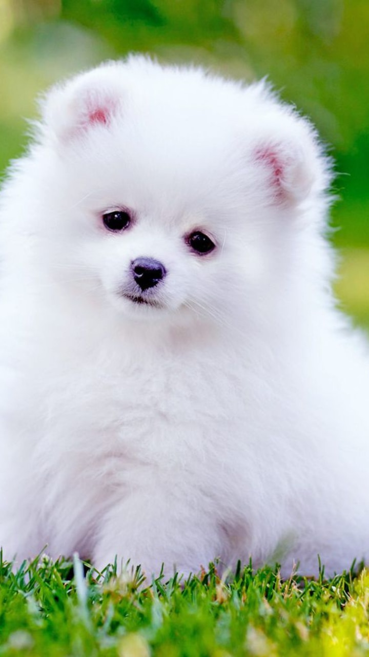 दुनिया के 10 Most Cutest Dogs
