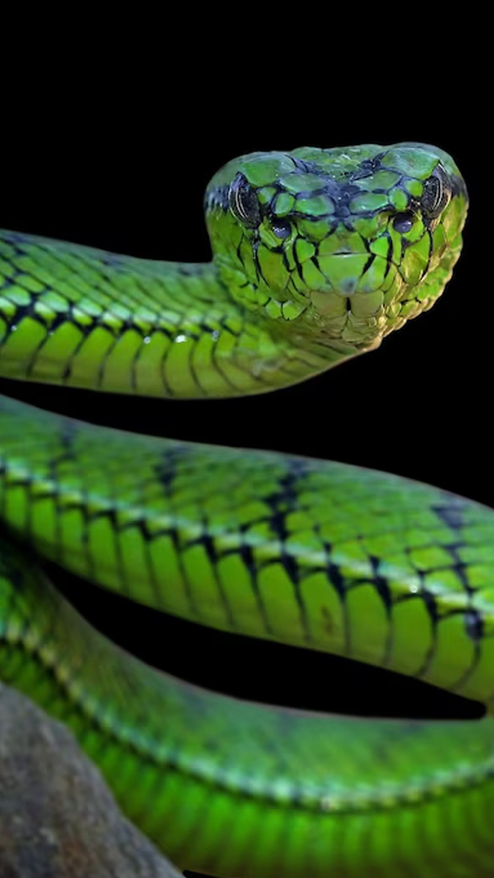 top-10-facts-about-snakes