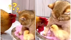 New Mommy Alert! Watch Cat Adopts Chicks, Leaves Mama Hen In Shock