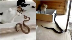 Cats VS Snakes: Watch Lethal Paws Unleash On Serpents