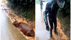 ‘God Bless You’: Biker Saves Poor Cow Stuck In Mud, Internet Praises Heroic Act | Watch