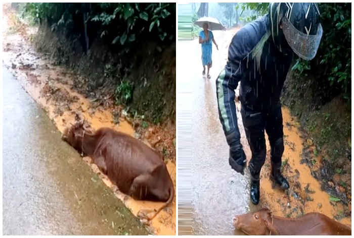 'God Bless You': Biker Saves Poor Cow Stuck In Mud, Internet Praises ...