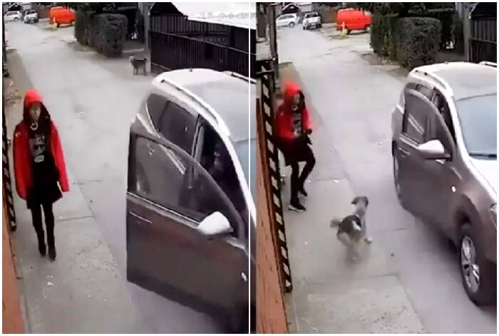 dog saved girl