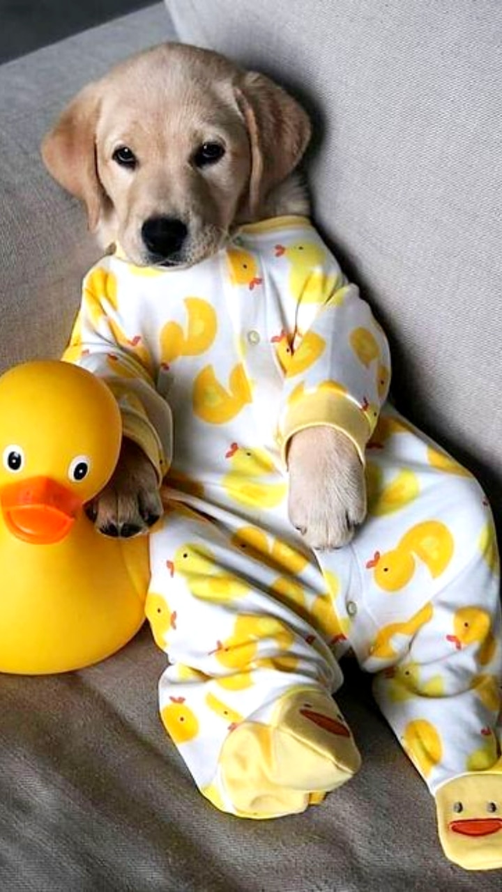 Best Dog Breeds For Indian Families