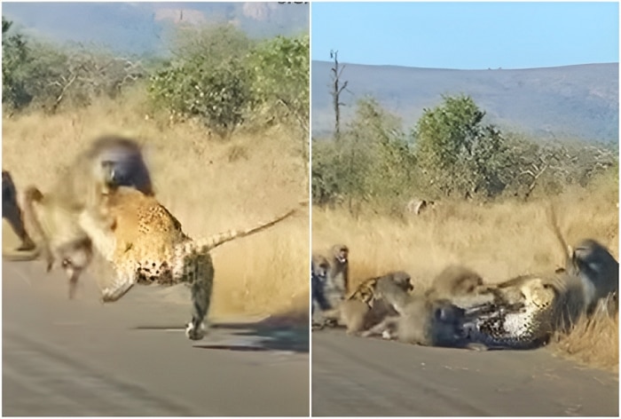 Baboon Attack Lion