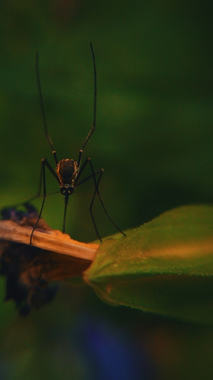 Are Mosquito Coils Good or Bad For Health?