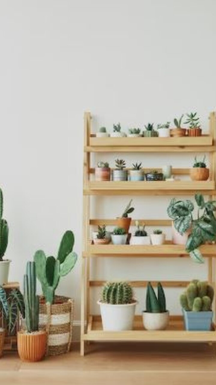 Vastu Tips 7 Plants to Avoid Keeping at Home