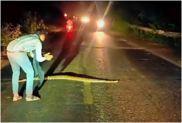 Viral Video: Man Helps Huge Python To Cross Road By Clapping, Halting ...