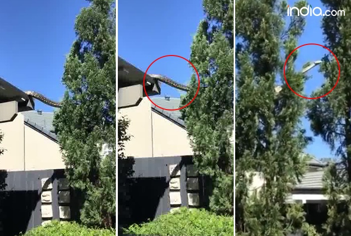 WATCH: Giant 16-Feet Carpet Python Seen Slithering Across Roof Of ...