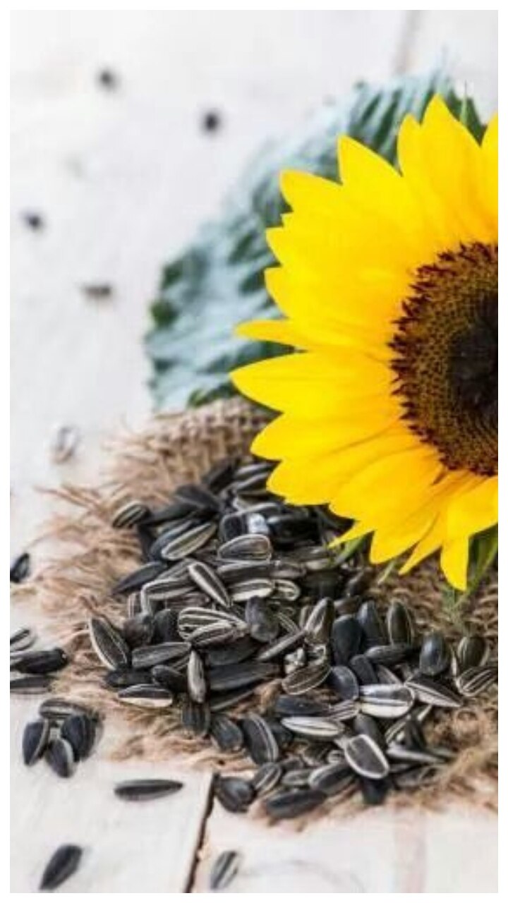 Sunflower seeds को खाने से मिलते है ये 7 जबरदस्त फायदे