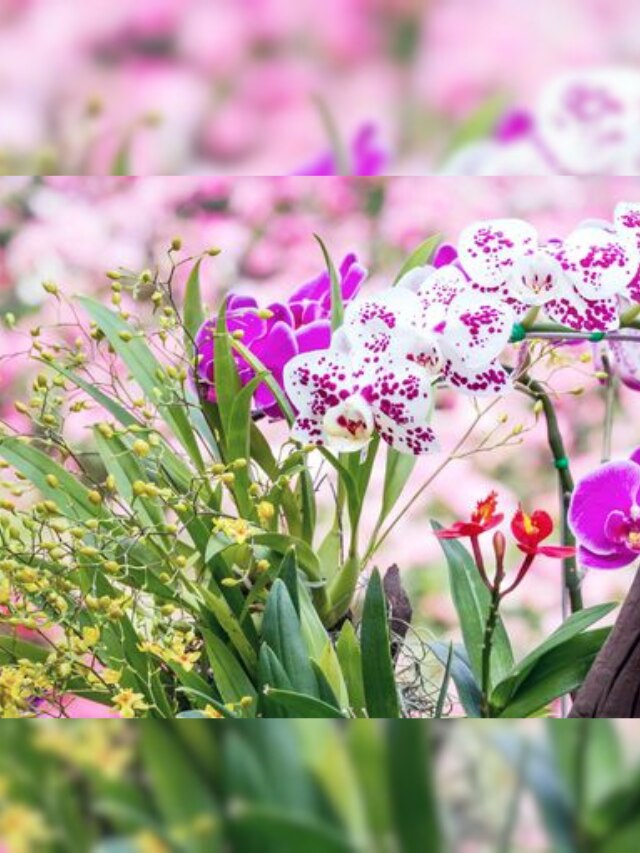 7 Most Popular Orchids In The World