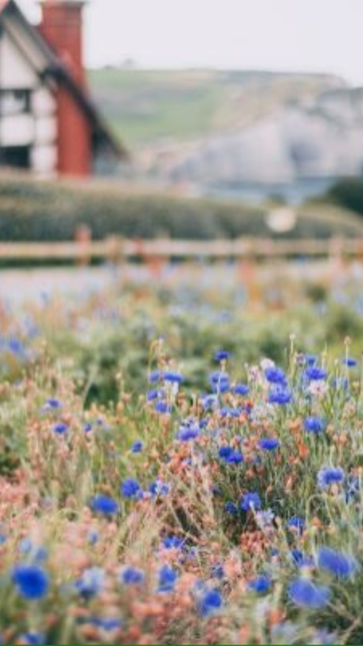 7 Vastu Tips to Keep Aparajita Flowers at Home