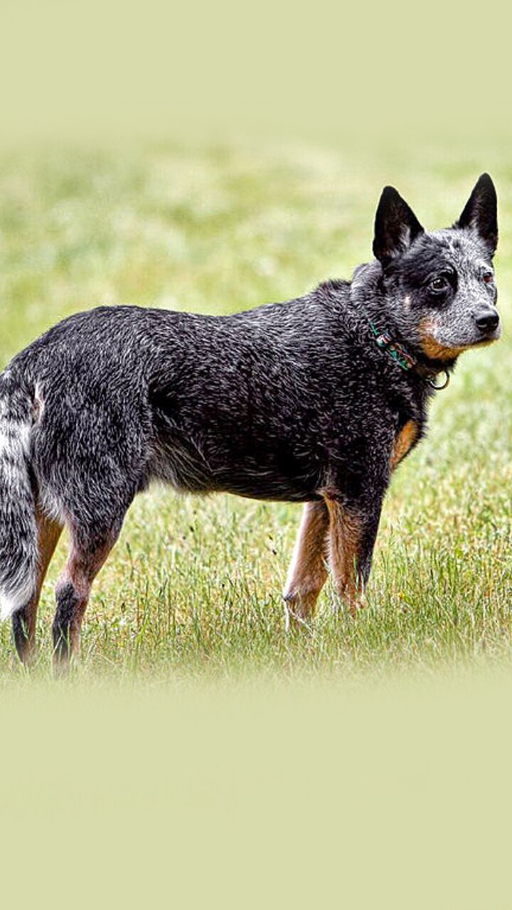 Australian herding hot sale dog breeds