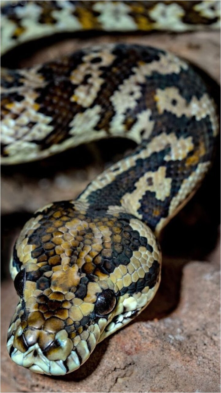 10 Largest Species of Python Found in the World