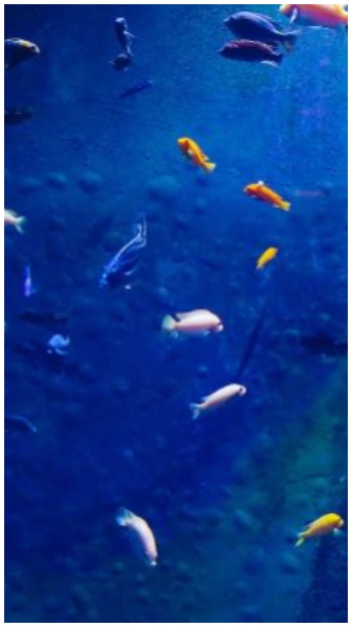 7 Benefits of Keeping Aquarium at Home