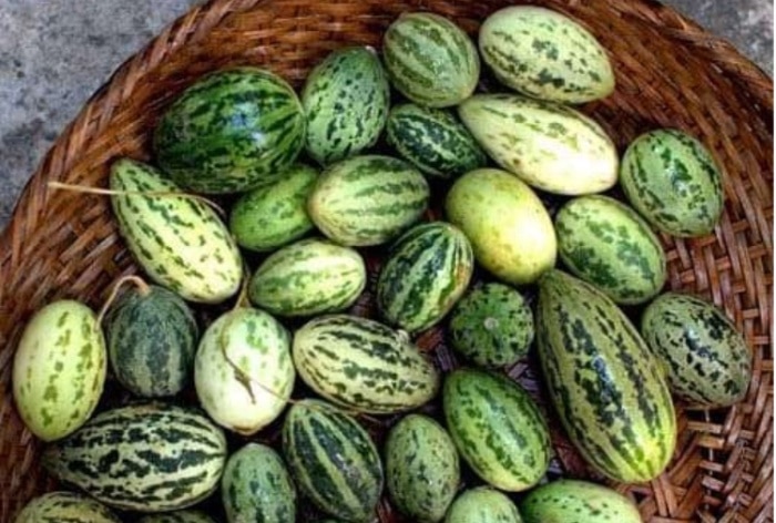 Have You Ever Tried Wild Melon? 5 Incredible Benefits To Know About This Tangy Vegetable