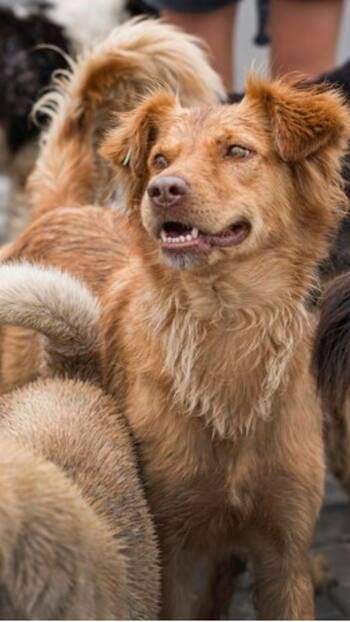 World Rabies Day 2023: 10 Common Myths about Rabies