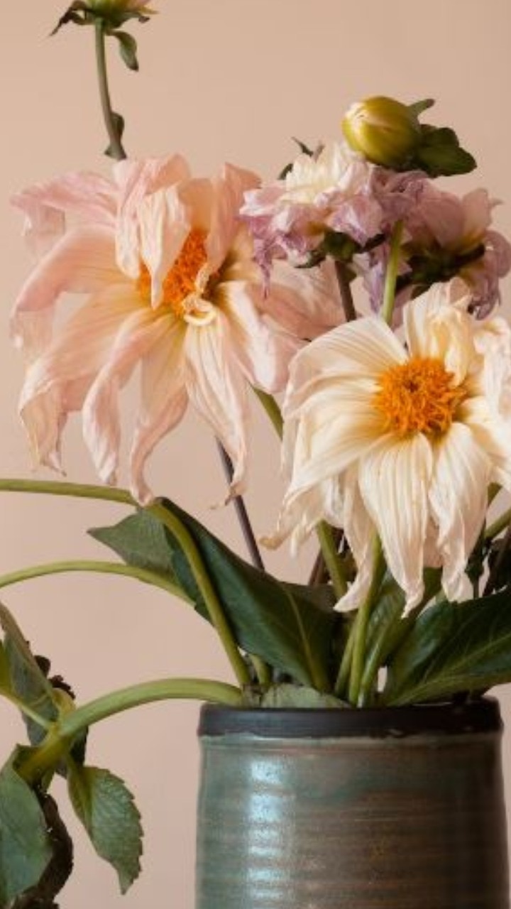 How to Revive Your Dead Plant? 10 Tips