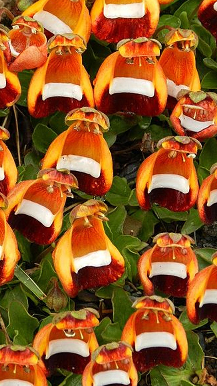 Top 10 Flowers That Look Like Animals