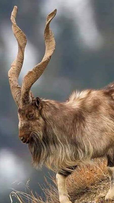 Markhor-Goat.jpg