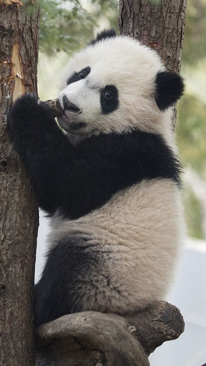 Top 10 Intelligent Animals That Behave Like Humans