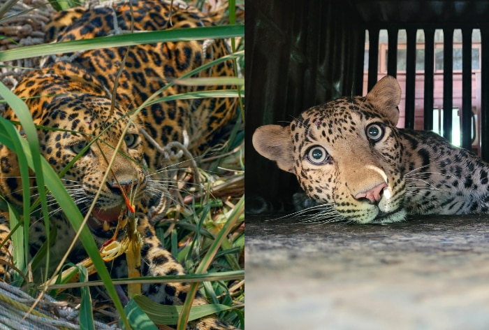 Leopard Caught In Net Rescued By Wildlife SOS And Maharashtra Forest Department