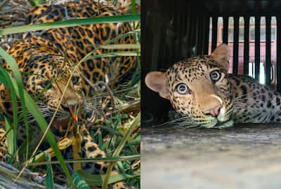Leopard Caught In Net Rescued By Wildlife SOS And Maharashtra Forest  Department