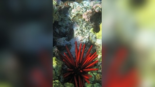 10 Animals That Can Live Upto 80 Years