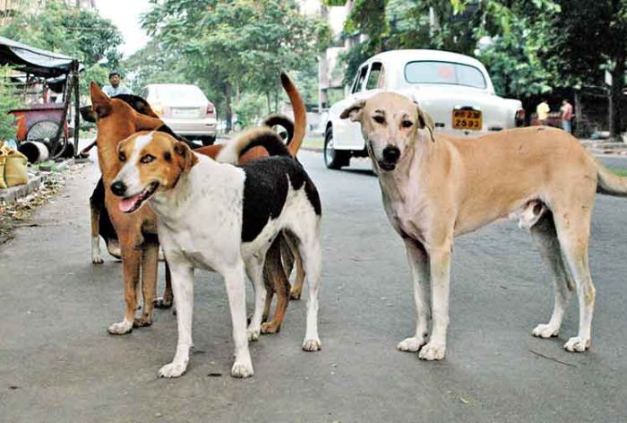 Delhi Municipality ‘Inhumanely’ Removes Street Dogs For G20 Summit 2023? Activists Allege Cruelty