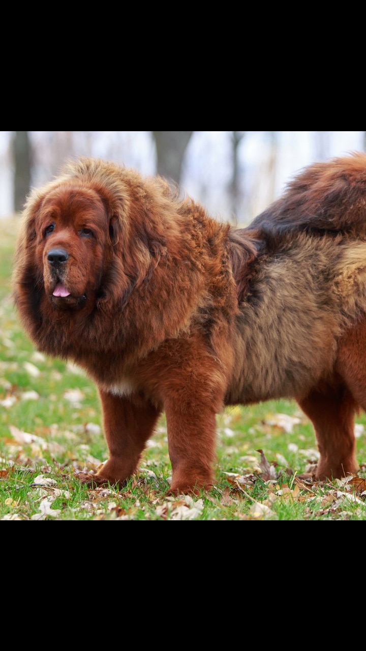 Top rare 2024 dog breeds