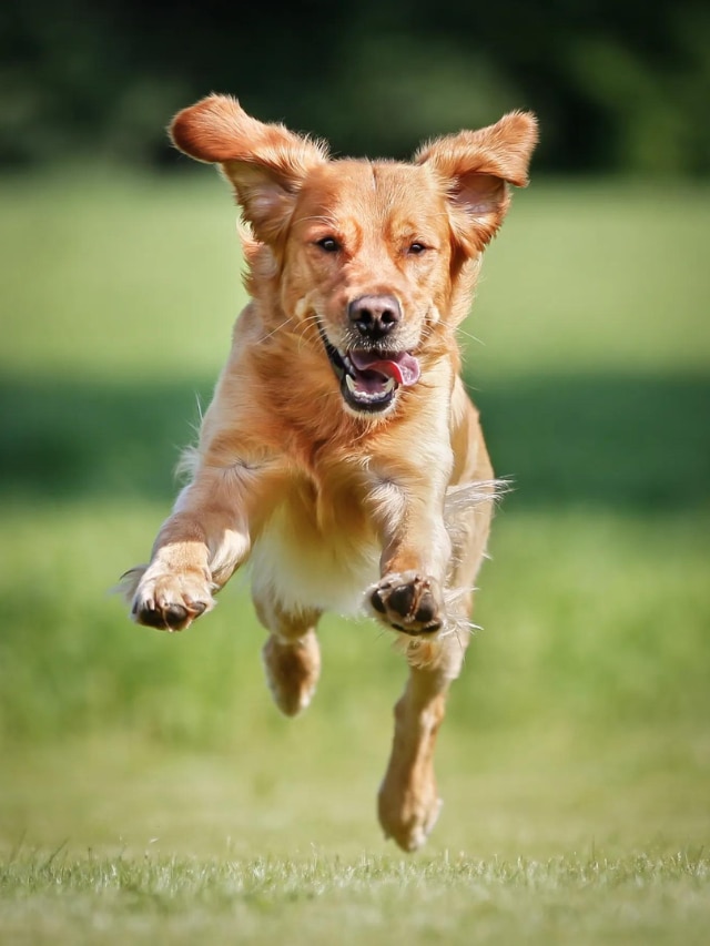 Top 10 Dog Breeds That Are Easy To Train